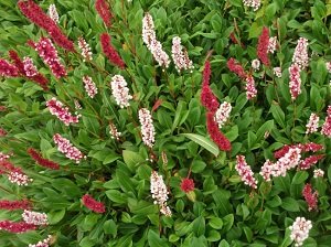 Низькорослі багаторічники цвітуть усе літо — фото з назвами