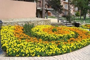 Чорнобривці: посадка і догляд у відкритому грунті, особливості вирощування