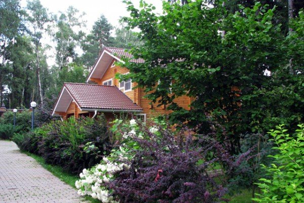 Багаторічні чагарники для саду: популярні квітучі сорти, їх особливості, назви й фото