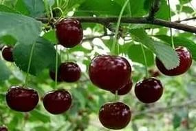 Вишня Харитоновская: опис сорту, вибір саджанців і правила догляду