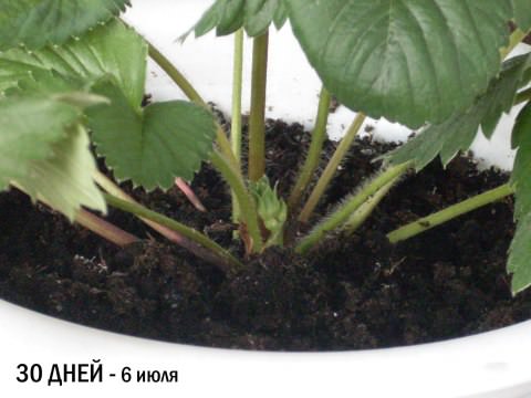 Домашня полуниця: вирощуємо за 10 кроків