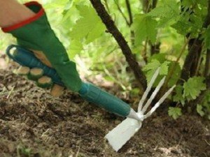 Посадка агрусу навесні — як і в якому місяці правильно садити?