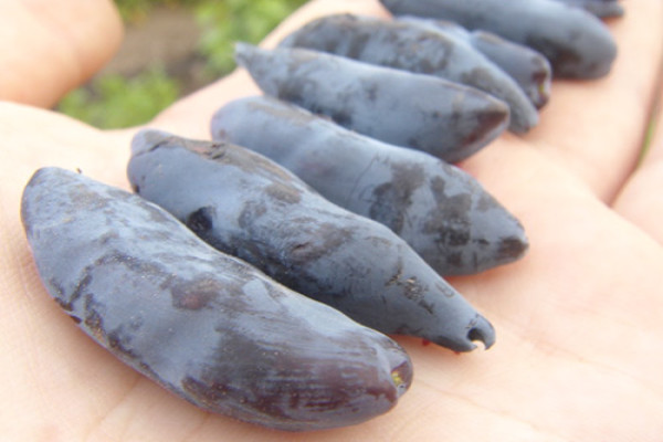 Сорт жимолості Бакчарский велетень: опис з фото і поради по догляду