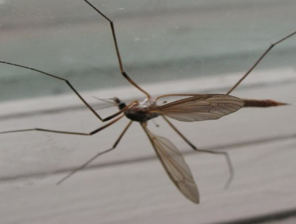 Цікаві факти про комарів – захопливо про простому