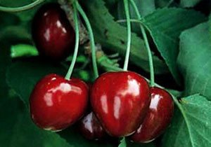 Черешня Саміт, Мінчанка і Карина — опис сортів