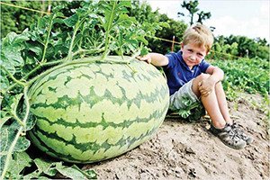 Як виростити кавун в Ленінградській області: поради по вирощую розсади і вибір місця для посадки