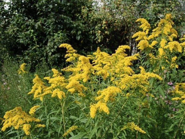 Високорослі багаторічні садові квіти: фото та назви рослин, поради по догляду