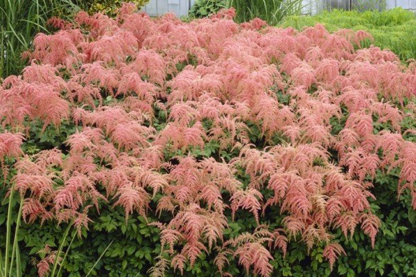 Астильба в ландшафтному дизайні саду — багатоликий чагарник для оформлення квітника