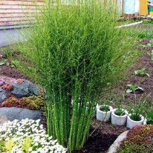 Як виростити спаржу з насіння на городі