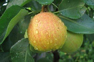 Груша колоновидна: характеристики плодів найпоширеніших сортів