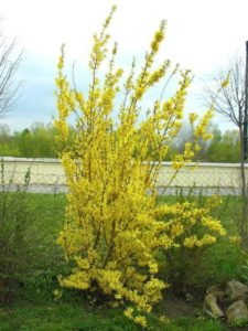 Садовий чагарник бобовник (золотий дощ): посадка і догляд в Підмосковї, поради по вирощуванню на дачній ділянці