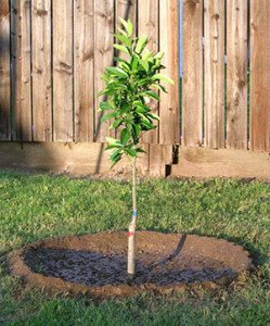 Абрикоси на Уралі і в Сибіру — посадка і догляд