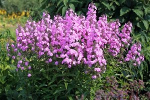 Багаторічні флокси: особливості посадки і правила догляду, вирощування з насіння, фото і відео