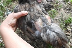 Индоутки — розведення зміст догляд в домашніх умовах