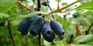 Які сорти жимолості найсолодші: характеристики скоростиглих, середньостиглих і пізніх сортів