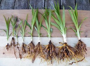 Вирощування лілійників у відкритому грунті: посадка й догляд, види, сорти, фото і відео