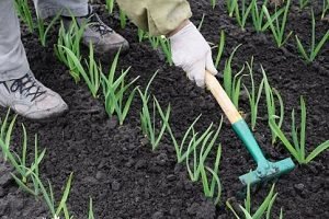 Жовтіє часник навесні — як врятувати урожай?