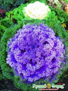 Декоративна капуста: вирощування і догляд