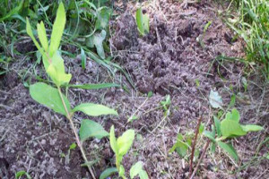 Сорт жимолості Бакчарский велетень: опис з фото і поради по догляду