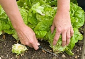 Хрусткий і соковитий салат Романо: фото, опис та корисні властивості овочу