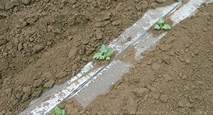 Вирощування кавунів у відкритому грунті