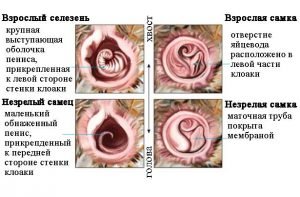 Як відрізнити вигадку від селезня — 5 способів