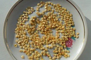 Особливості вирощування та догляду за перцем в теплиці або парнику: покрокове керівництво і відео від фахівця