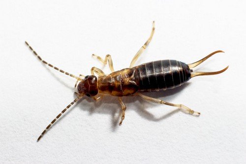 Двухвостка: боротьба в умовах квартири і на дачній ділянці