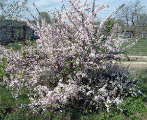 Повстяна вишня: опис сортів, особливості посадки і догляду, корисні властивості