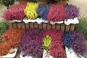 Верес: види та властивості рослин, особливості посадки і догляду у відкритому грунті