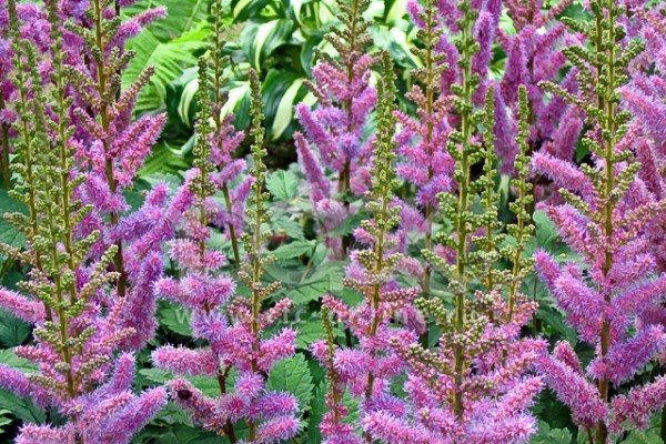 Декоративна садова рослина астильба: популярні сорти з фото та описом