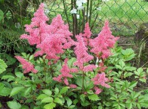 Астильба в ландшафтному дизайні саду — багатоликий чагарник для оформлення квітника