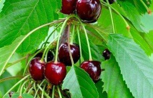 Опис зимостійкою черешні Казка: вибір саджанців, посадка і правила догляду