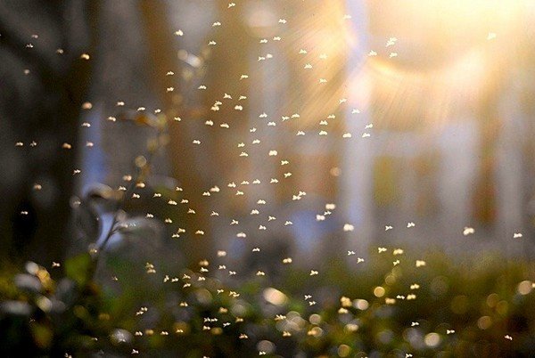 До чого сняться мошки: тлумачення сновидінь