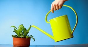 Примула — весняні первоцвіти: яскраві фото з назвами сортів і порадами по догляду