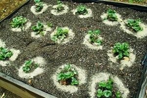 Полуниця Лорд: опис сорту, фото, відгуки і поради по вирощуванню