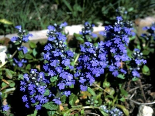 Грунтопокривні багаторічні садові квіти: фото та назви рослин, поради по догляду