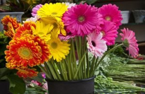 Гербера: красивий і яскравий багаторічник для Вашого саду