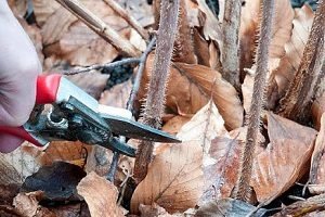 Як здійснюється обрізка малини восени: поради для початківців