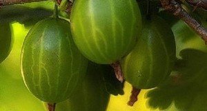 Посадка агрусу навесні — як і в якому місяці правильно садити?