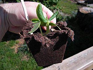 Як садити огірки на розсаду: вибір насіння і ґрунту, посів і вирощування, фото і відео