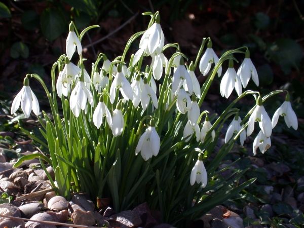 Тіньолюбні садові квіти багаторічники: фото та назви рослин, поради по догляду