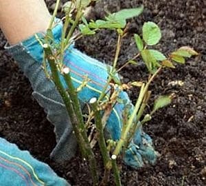 Вюни багаторічники — фото та назви витких рослин для саду