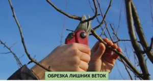 Як правильно обрізати черешню навесні: схема обрізки та її види