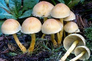 Зимові опеньки: відмітні особливості і місця зростання