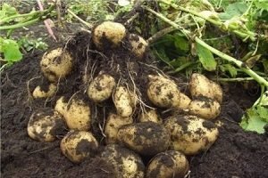 Картопля «Гала»: опис сорту з фото і відгуки садівників