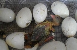 Інкубатор для гусячих яєць: види, будова, технічні характеристики, фото і відео