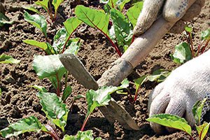 Удобрюємо буряк: правила і рекомендації правильного догляду та підгодівлі