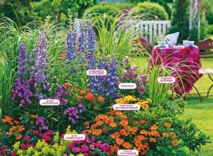 Як посадити на дачі довгоквітучі квіти багаторічники: види рослин, особливості підбору та догляду, фото і відео