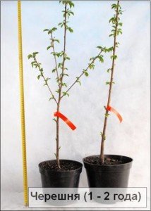 Кращі сорти черешні для середньої смуги: посадка, вирощування і догляд